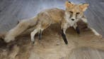 Vos Taxidermie volledige montage - Vulpes vulpes - 35 cm -, Nieuw