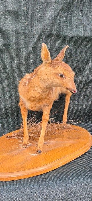 Hertenkalf Taxidermie wandmontage - Cervus elaphus - jeune, Nieuw