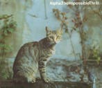 cd - Alpha - The Impossible Thrill, Cd's en Dvd's, Verzenden, Zo goed als nieuw