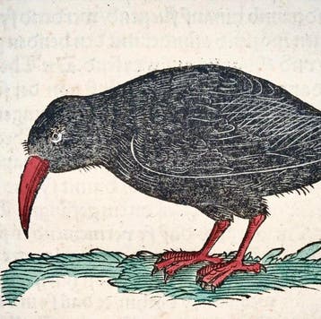 Conrad Gesner - First German Issue - Red-billed Chough,