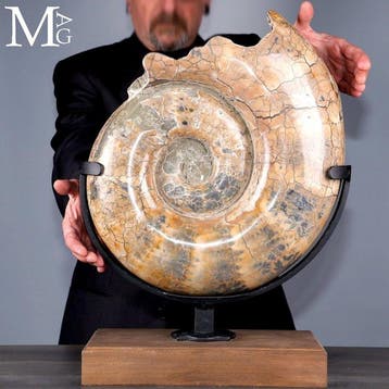 Lytoceras fossiel ammoniet op standaard - Hoogte: 550 mm -