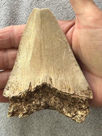 Megalodons tand 11,1 cm - Fossiele tand - Carcharocles
