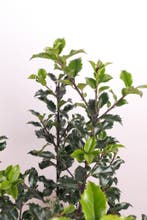 Blauwe Hulst Blue Princess/Ilex mes. Blue Prince 50t/m80cm, Ophalen of Verzenden, Overige soorten, Haag, 100 tot 250 cm