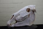 Steppezebra Schedel - Equus quagga - 0 cm - 44 cm - 0 cm-, Nieuw