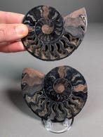Zwart doorsnede ammonietpaar - Gefossiliseerde schelp -