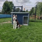Hondenhok Geïsoleerd. Onderhoudsvrij! 2j GARANTIE Nachthok, Dieren en Toebehoren, 110 cm of meer, 65 tot 100 cm, Ophalen of Verzenden