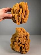 Bruine natuurlijke badsponsen Taxidermie volledige montage -, Verzamelen, Nieuw