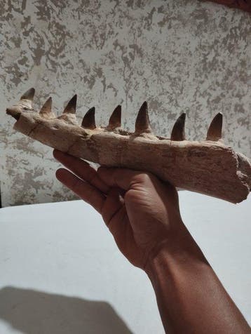 Mosasaurus - Gefossiliseerde kaak - 31.5 cm - 9 cm