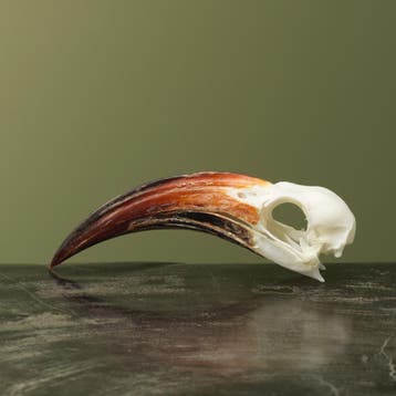 Roodsnaveltok M Schedel Taxidermie Opgezette Dieren By Max, Verzamelen, Dierenverzamelingen, Ophalen of Verzenden, Nieuw, Vogel