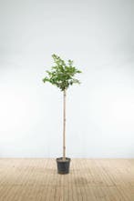 Prunus Accolade hoogstam 20/25