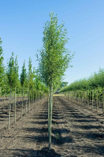 Salix alba Liempde hoogstam 10/12