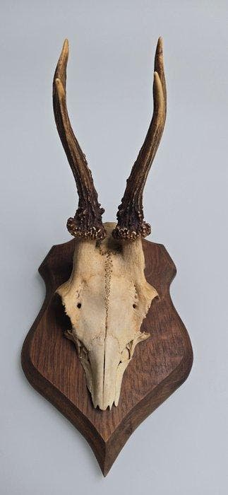 Ree Schedel van een zoogdier - Trophée de chasse – Crâne de
