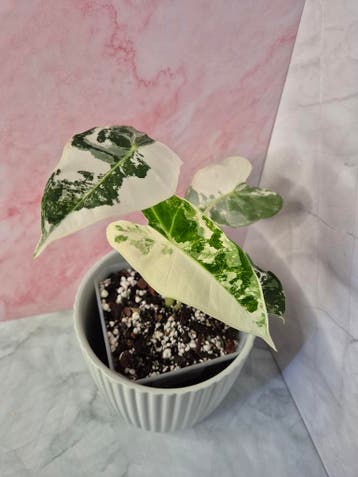 Alocasia Micholitziana Frydek Variegated #7, Huis en Inrichting, Kamerplanten