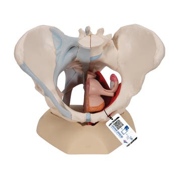 Anatomie model bekken vrouw met ligamenten, spieren en o..., Nieuw