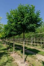 Robinia pseudoacacia Umbraculifera bolvorm 6/8 180cm stam