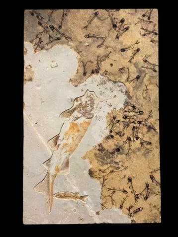 Gefossiliseerd dier - Lycoptera Fossil Assemblage - 80 cm -