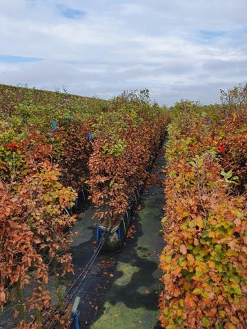 Fagus sylvatica kant en klaar haag 140-160 cm., Verzenden, Beukenhaag, Haag, 100 tot 250 cm