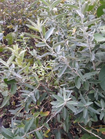 Bosplantsoen in pot, Elaeagnus angustifolia olijfwilg, Ophalen of Verzenden, Struik