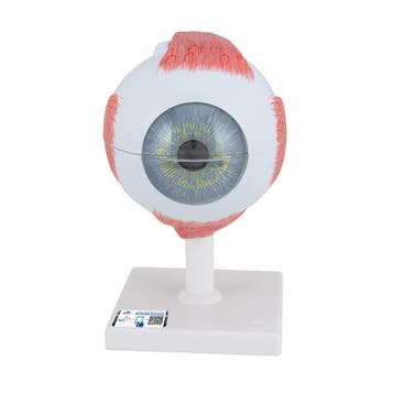 Anatomie model oog, 6-delig, 13x14x21 cm, Nieuw