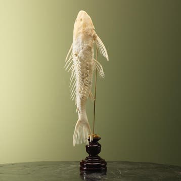 Zuignapharnasmeerval Skelet, Ophalen of Verzenden, Nieuw, Wild dier, Opgezet dier