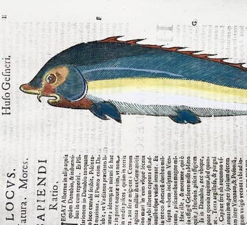Aldrovandi; Fish, Beluga Sturgeon - Folio with hand coloured