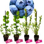 Blauwe bessen Vaccinium corymbosum + Pot 9cm 4, Verzenden, Halfschaduw