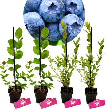 Blauwe bessen Vaccinium corymbosum + Pot 9cm 4, Tuin en Terras, Verzenden, Halfschaduw