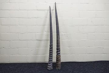 Gemsbok Hoorns - Oryx gazella - 80 cm - 3 cm - 0 cm-, Verzamelen, Nieuw
