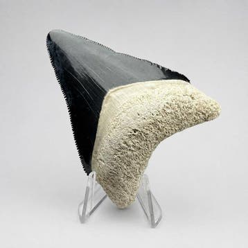 Megalodon tand (volledig natuurlijk) - Fossiele tand -, Verzamelen, Mineralen en Fossielen