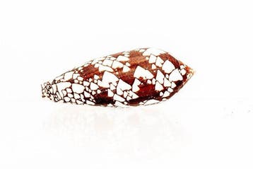 Hammer Musterung - patroon  kwaliteit fijn+++  Taxidermie, Nieuw