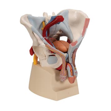Anatomie model bekken man met organen, 7-delig, Nieuw