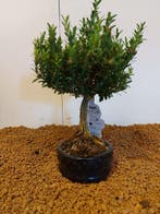 Palmboompje bonsai (Buxus sempervirens) - Hoogte (boom): 23, Antiek en Kunst