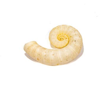 posthoornslak Skelet - Spirula spirula ***OHNE