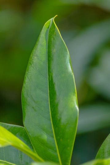 Magnolia grandiflora Galissonnière leiboom