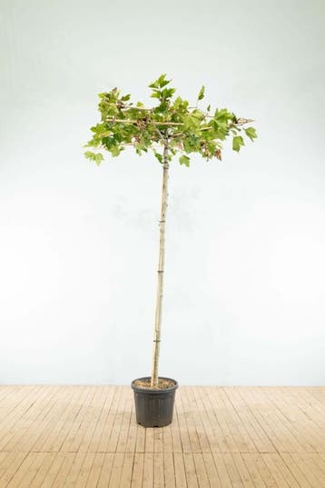Platanus x hispanica dakvorm 18/20 240cm stam 120x120