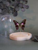 Vlinder Taxidermie volledige montage - Véritable Graphium