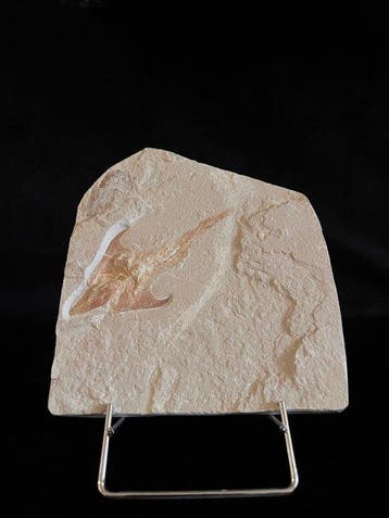 Vis - Fossiel skelet - Coccodus - 16 cm - 14 cm