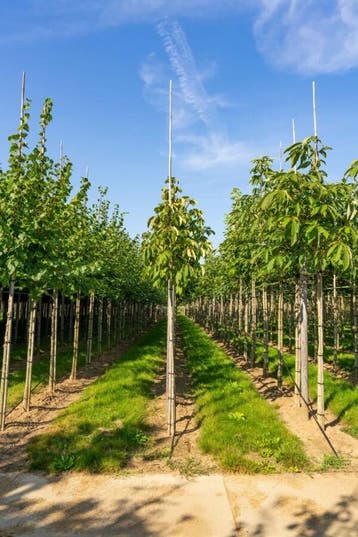 Aesculus flava hoogstam 10/12, Tuin en Terras, Planten | Tuinplanten