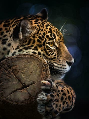 Jungle fotobehang Panter, Jungledieren behang, Luipaard