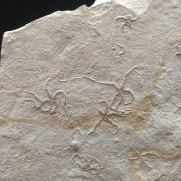 Slangster - Gefossiliseerd dier - Ophiopetra lithographica