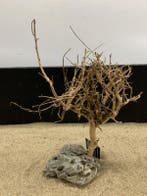 Osaka Bonsai Tree nr 15 - 34x13x43cm - aquascaping boom, Dieren en Toebehoren, Ophalen of Verzenden, Nieuw, Plant(en), Steen of Hout