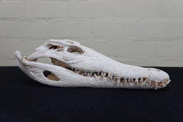 Nile Crocodile 39.5 cm Schedel - Crocodylus niloticus (with, Nieuw