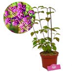 Callicarpa bodinieri Profusion + Pot 17cm, Verzenden