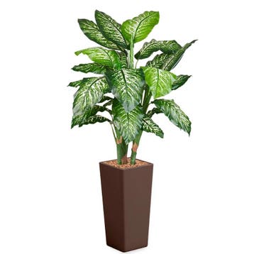 Dieffenbachia kunstplant, H175cm, Huis en Inrichting, Kamerplanten, Ophalen of Verzenden, Overige soorten, 150 tot 200 cm