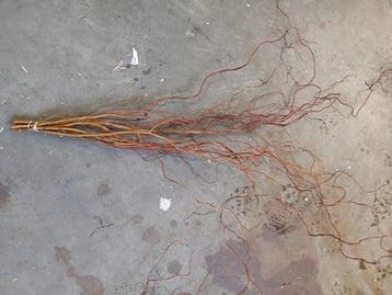 Kronkelwilg lange paastakken ca. 110 cm bundel, Ophalen of Verzenden, Nieuw