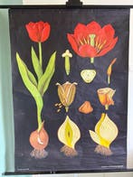 Tulpe - Jung Koch Quentell, tulp 1971 - Schoolkaart - Linnen