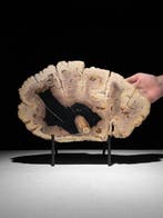 Prachtige plak versteend hout op een op maat gemaakte