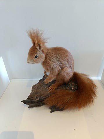rode eekhoorn Taxidermie volledige montage - Sciurus, Nieuw