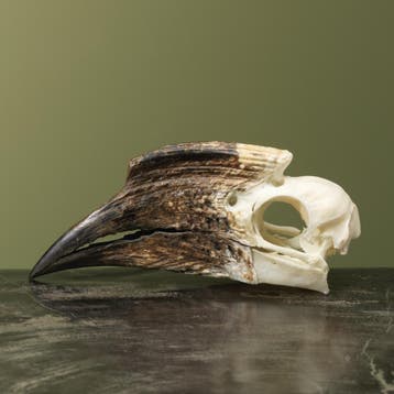Trompetneushoornvogel V Schedel, Verzamelen, Dierenverzamelingen, Ophalen of Verzenden, Nieuw, Vogel, Opgezet dier