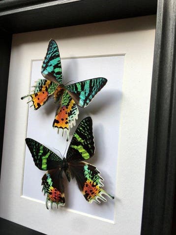 Mot Taxidermie volledige montage - Urania Ripheus Femelles -